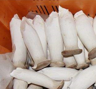 香蕉视频下载污廠家